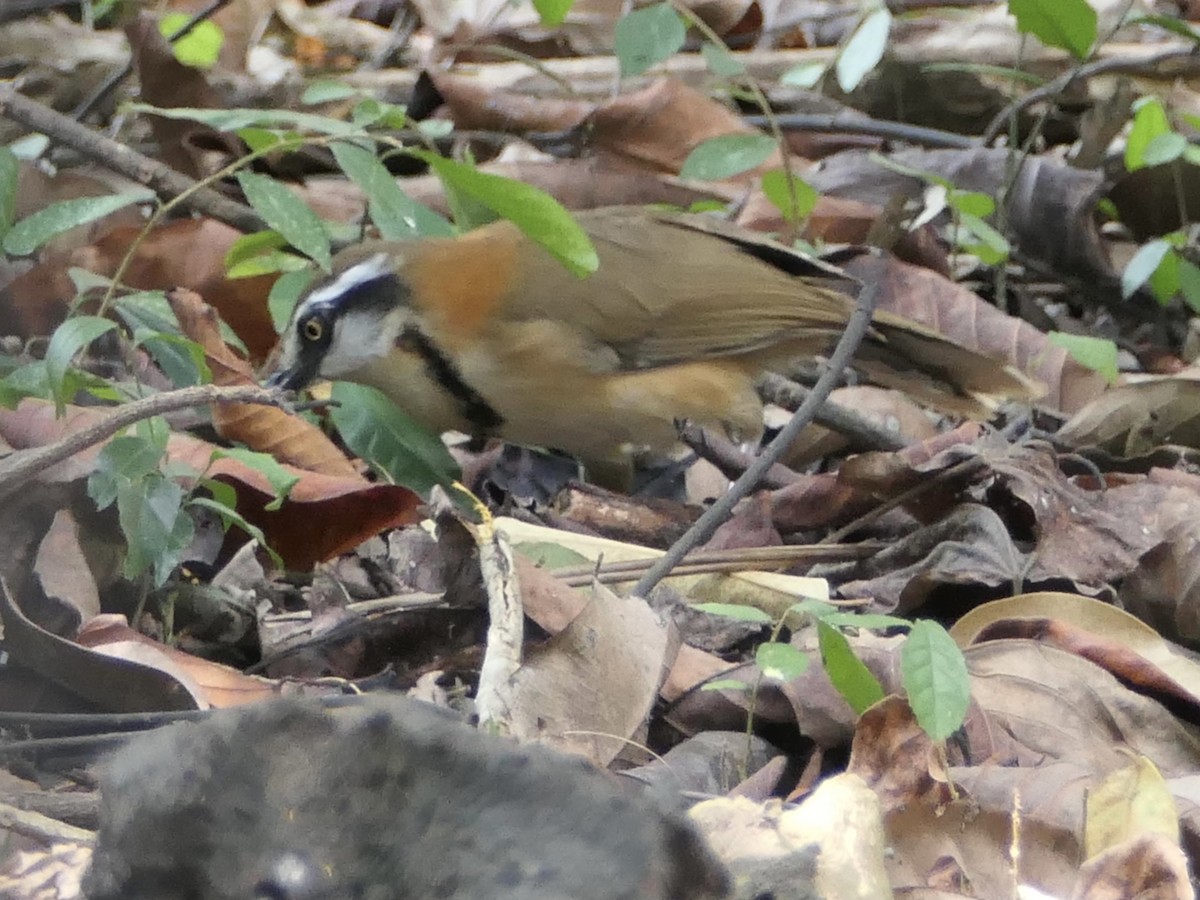 Lesser Necklaced Laughingthrush - ML620550682