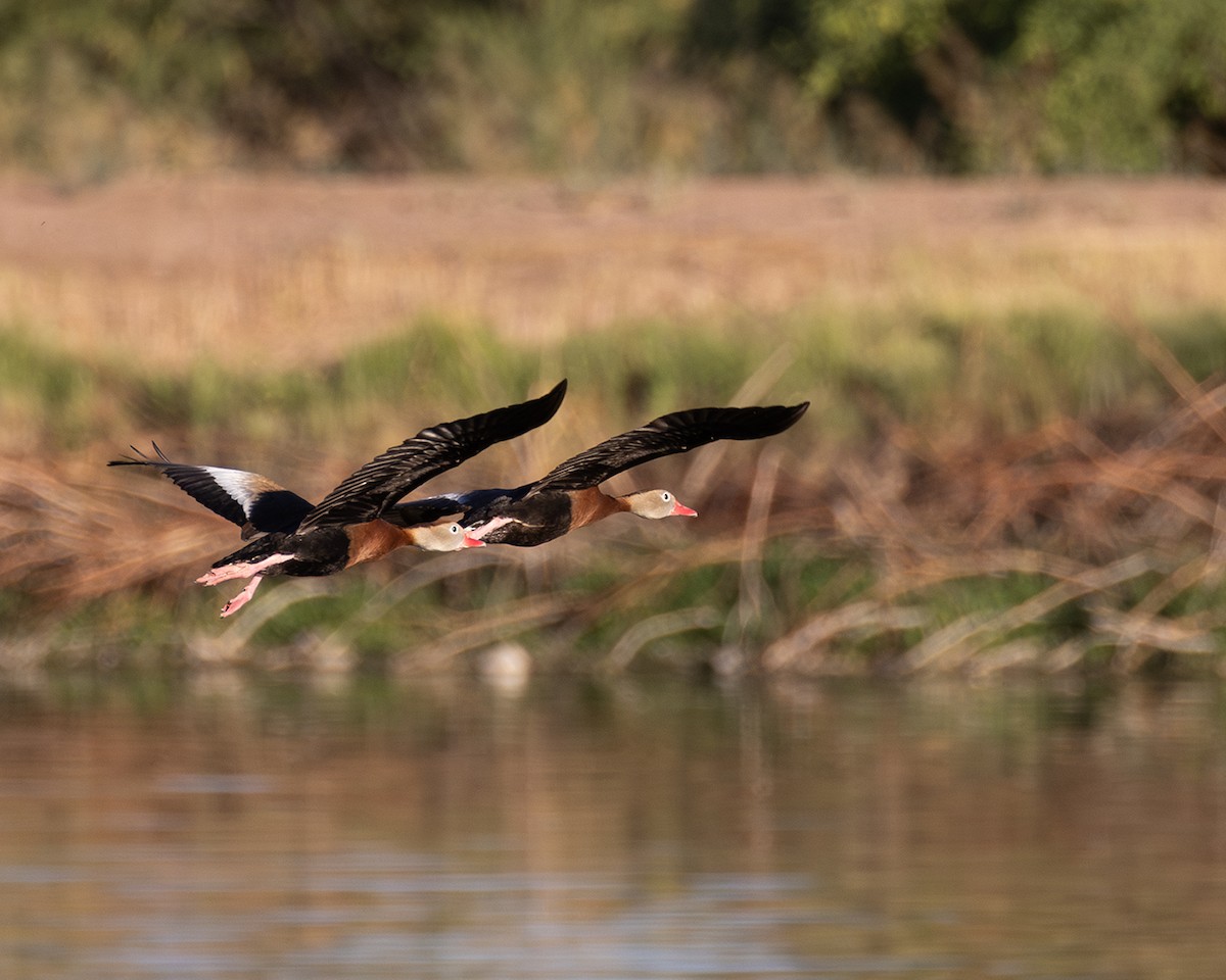 Black-bellied Whistling-Duck - ML620550688