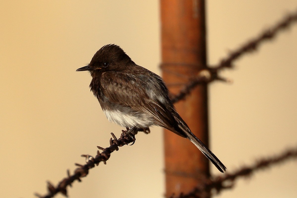 Black Phoebe - ML620550689