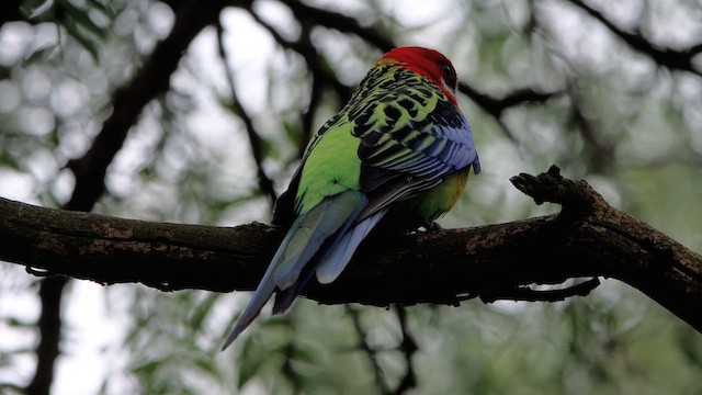 Eastern Rosella - ML620550695