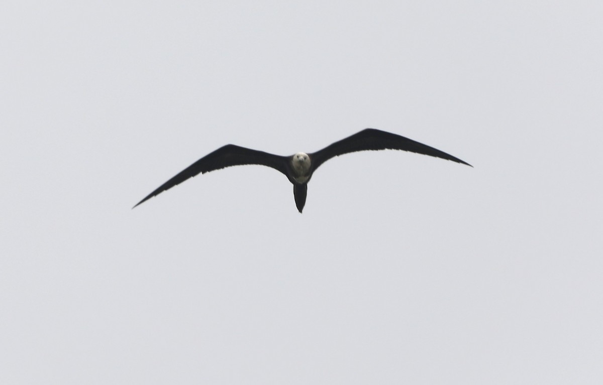 Magnificent Frigatebird - ML620550707