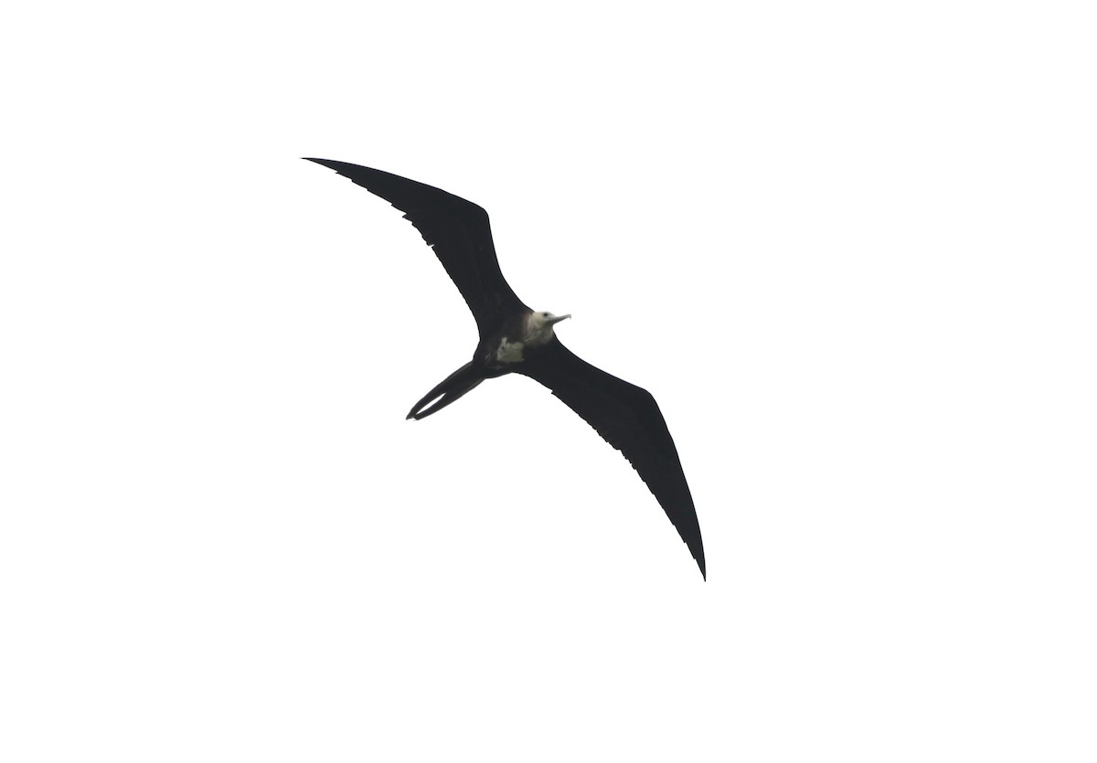 Magnificent Frigatebird - ML620550708