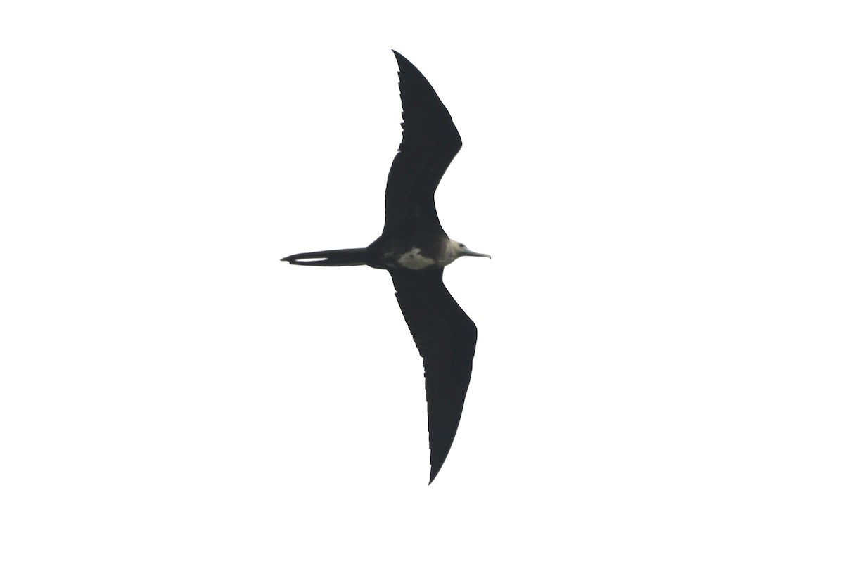 Magnificent Frigatebird - ML620550709