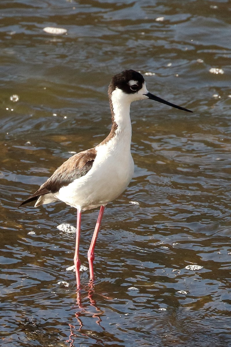 Black-necked Stilt - ML620550710