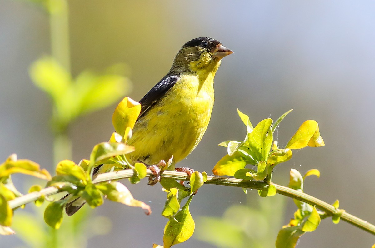 Lesser Goldfinch - Debbie Parker