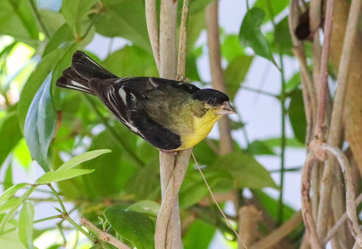 Lesser Goldfinch - ML620550717