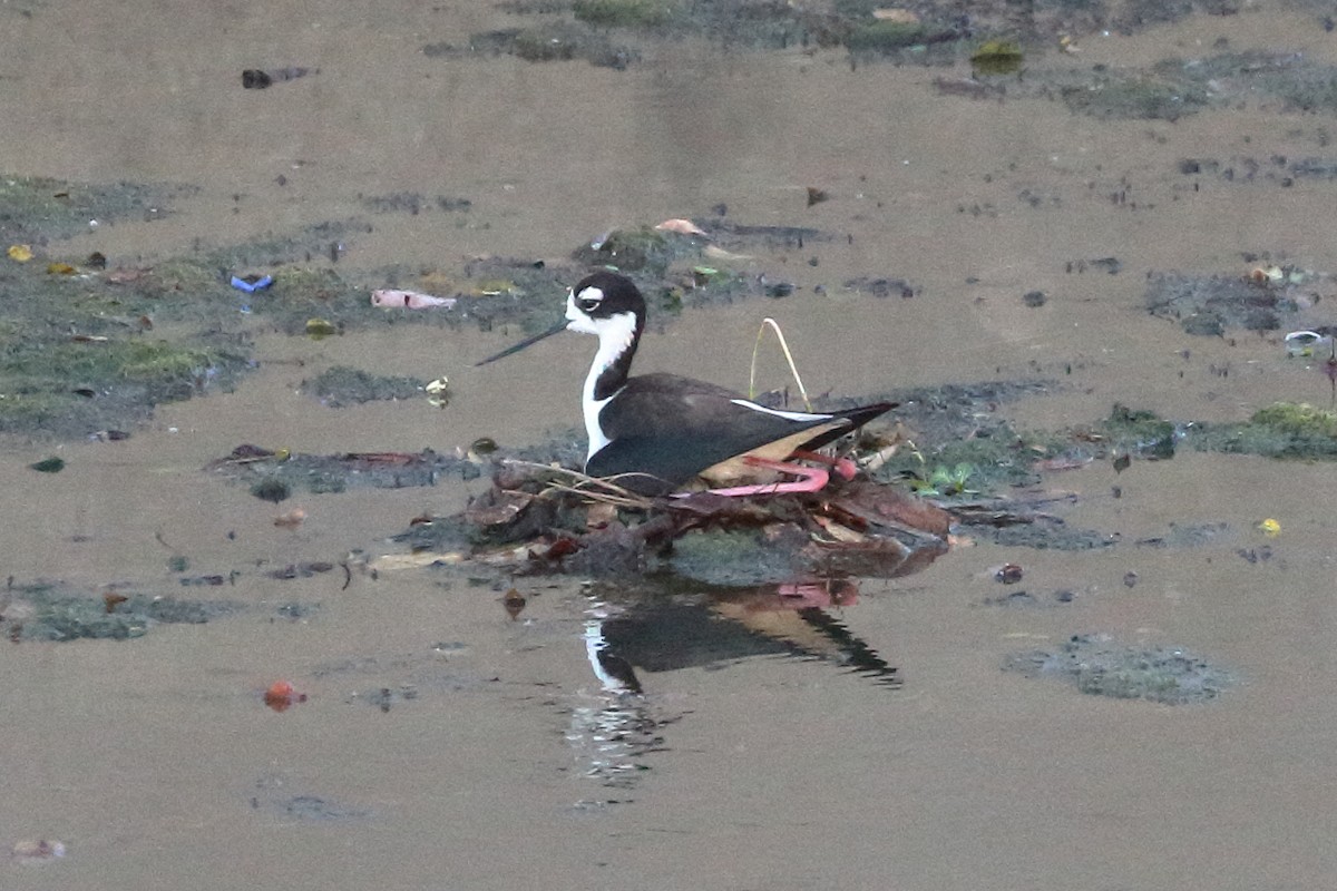 Black-necked Stilt - ML620550718