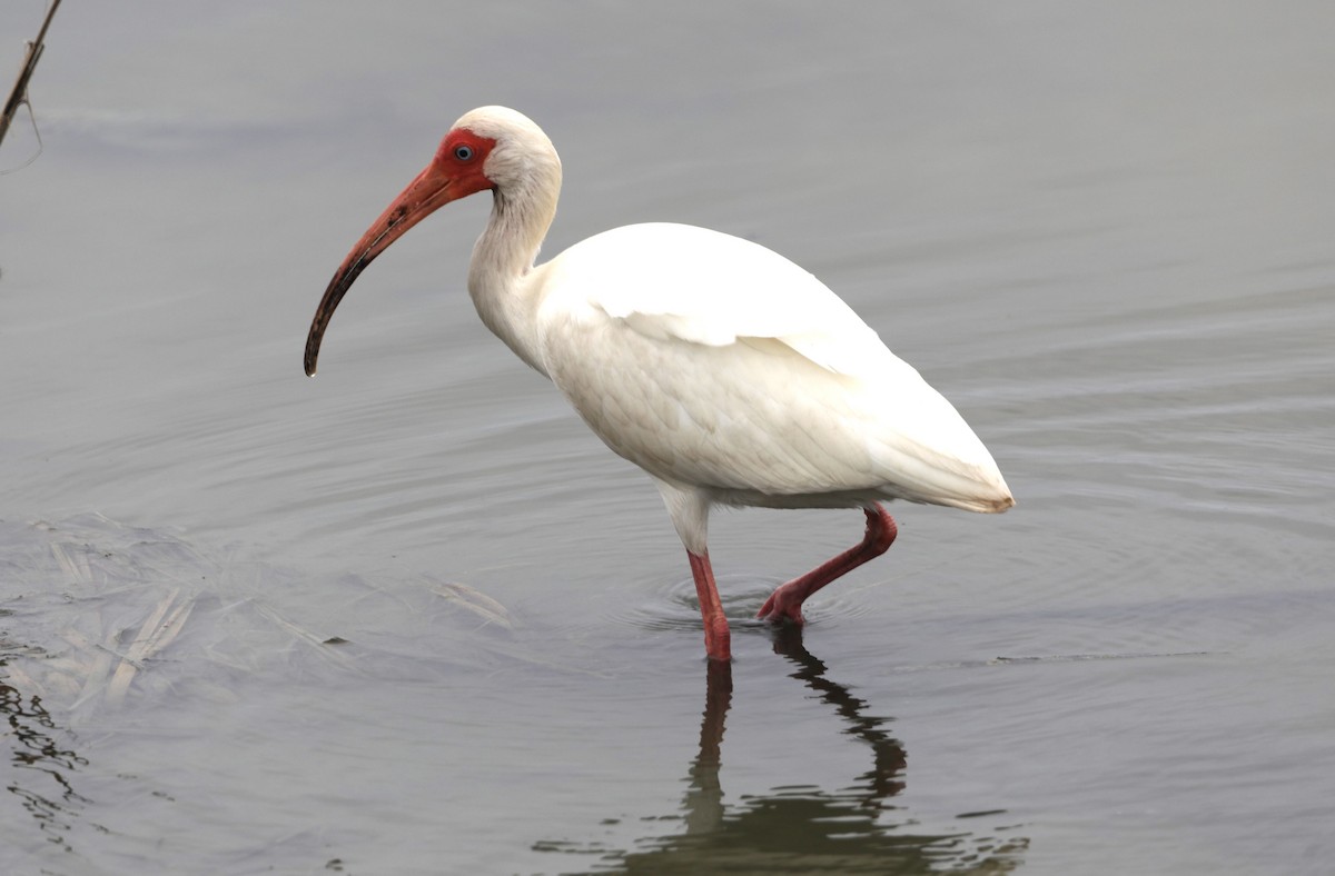 White Ibis - ML620550729