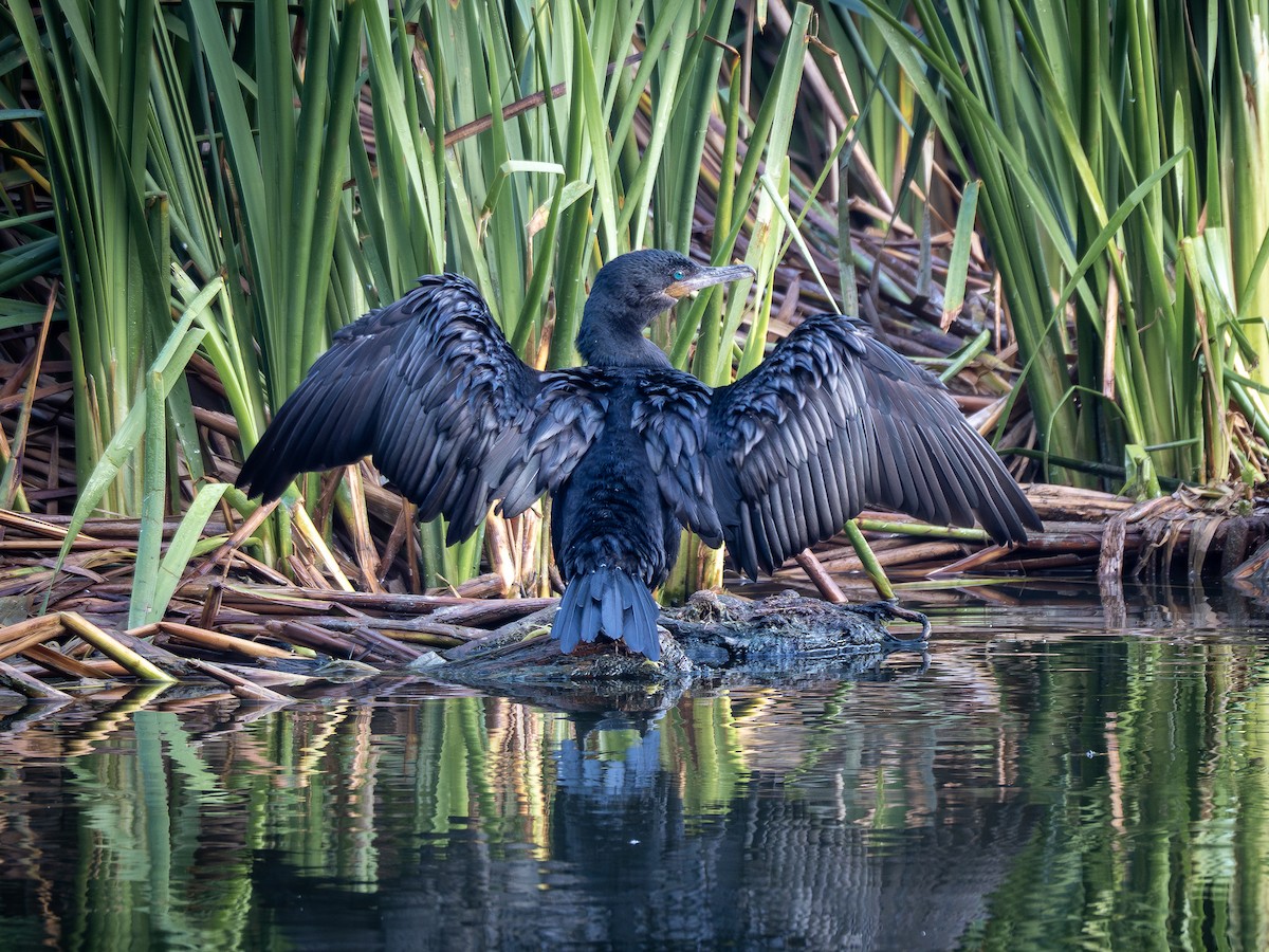 Neotropic Cormorant - ML620550730