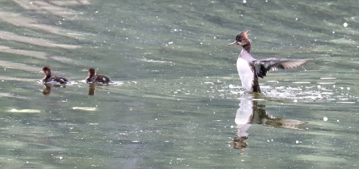 Hooded Merganser - ML620550740