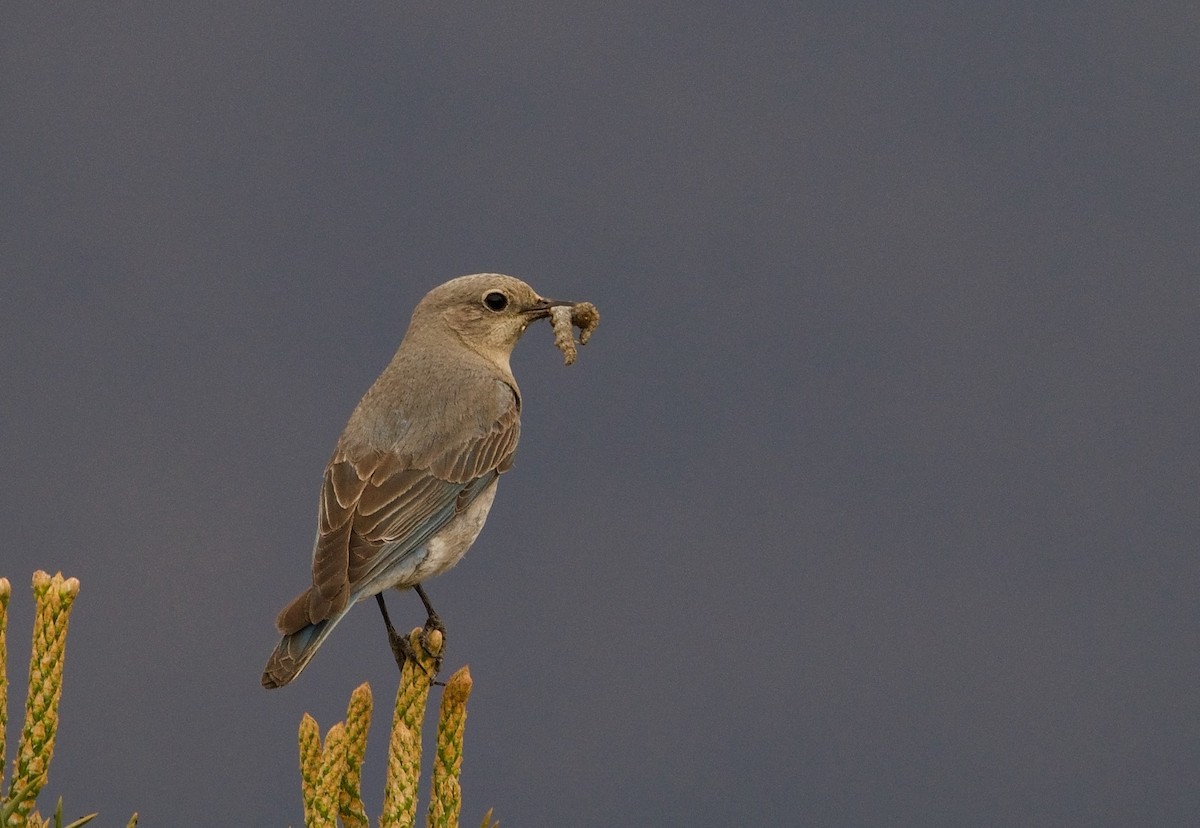 Mountain Bluebird - ML620550743