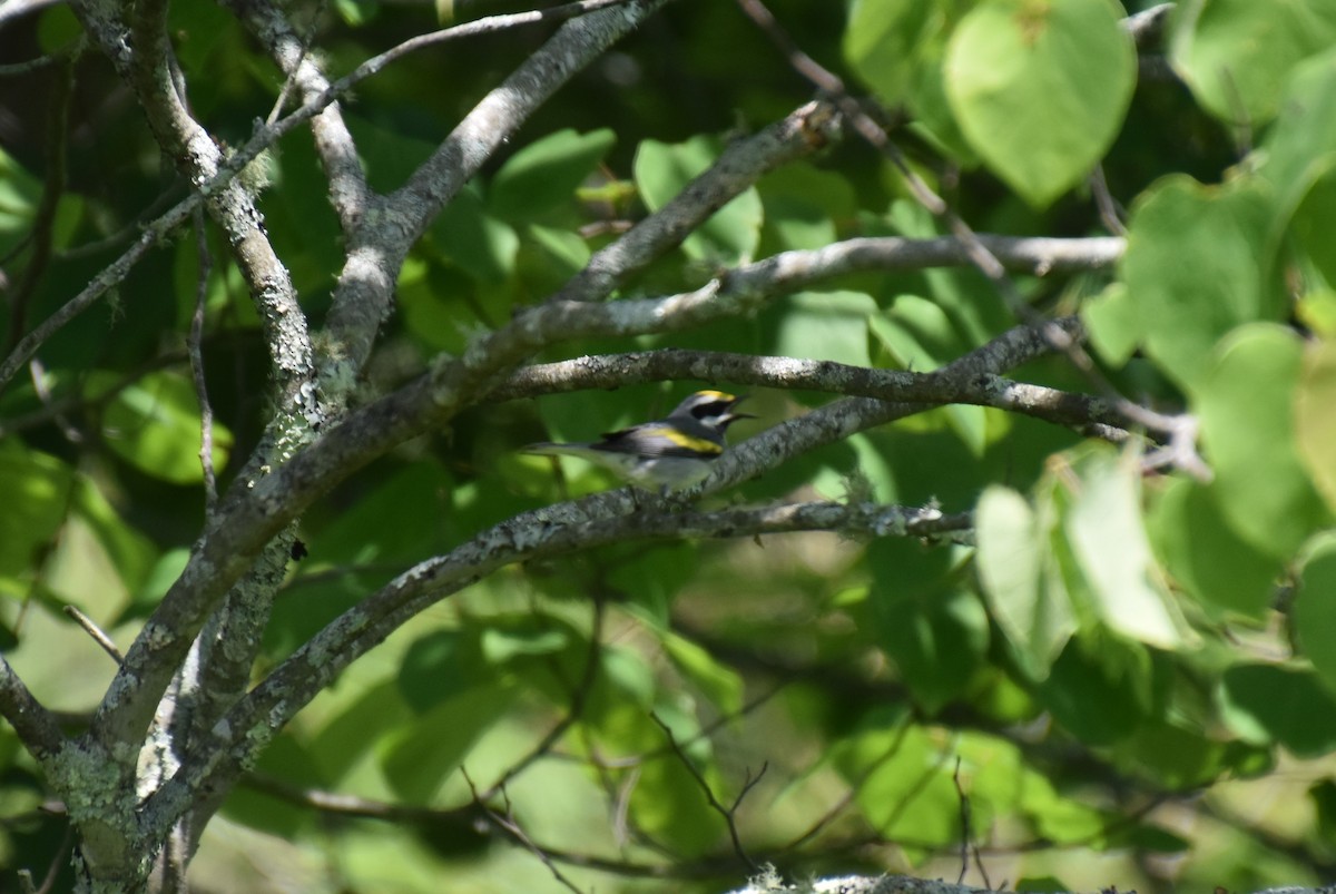 Golden-winged Warbler - ML620550749