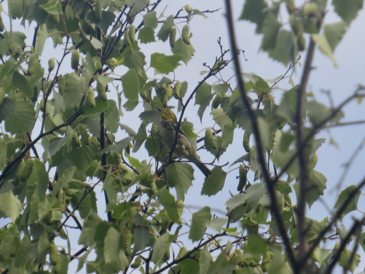 Black-throated Green Warbler - ML620550767