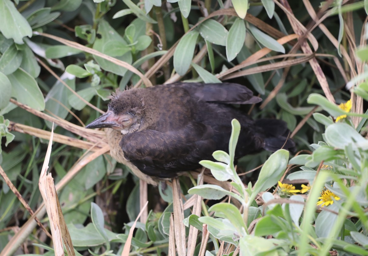Great-tailed Grackle - ML620550768