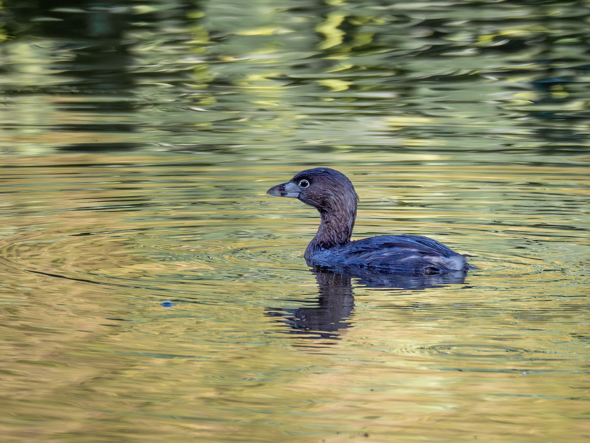 Pied-billed Grebe - ML620550773