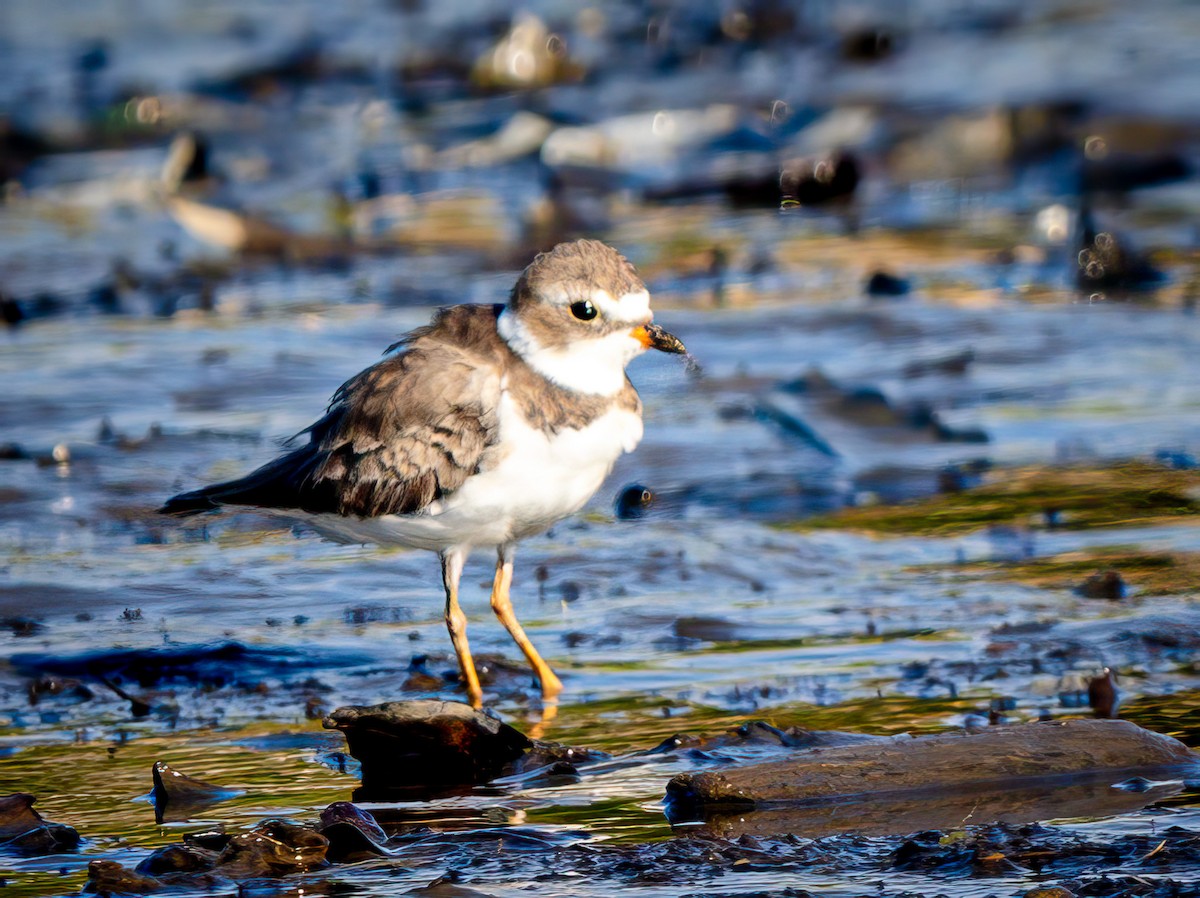 Semipalmated Plover - ML620550774