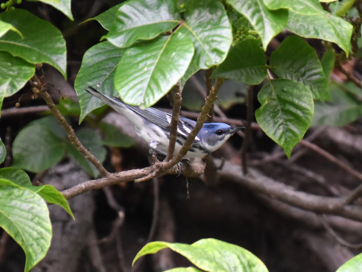 Cerulean Warbler - Duncan  Fraser