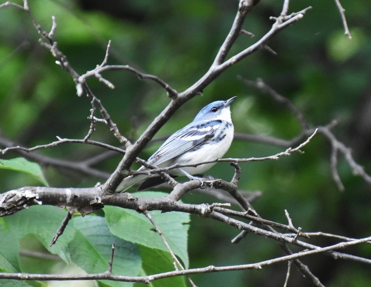 Cerulean Warbler - Duncan  Fraser