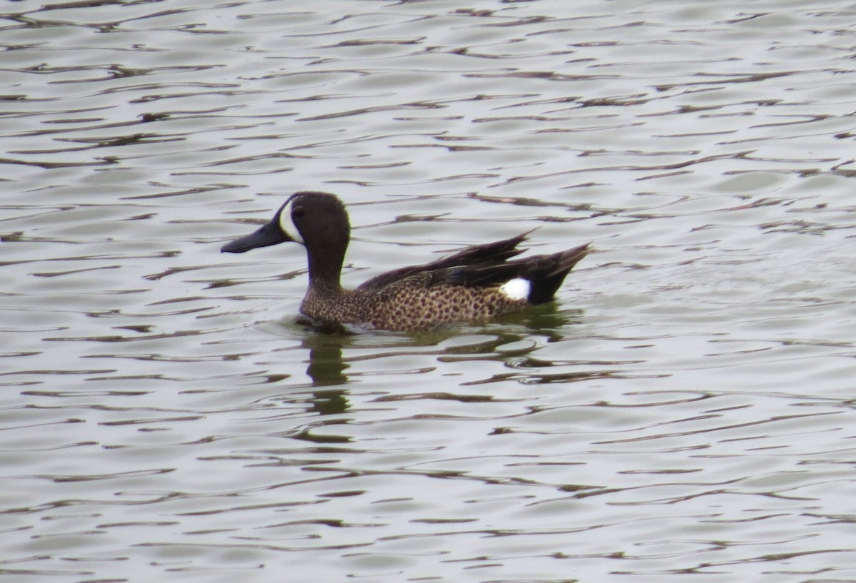 Blue-winged Teal - ML620550782