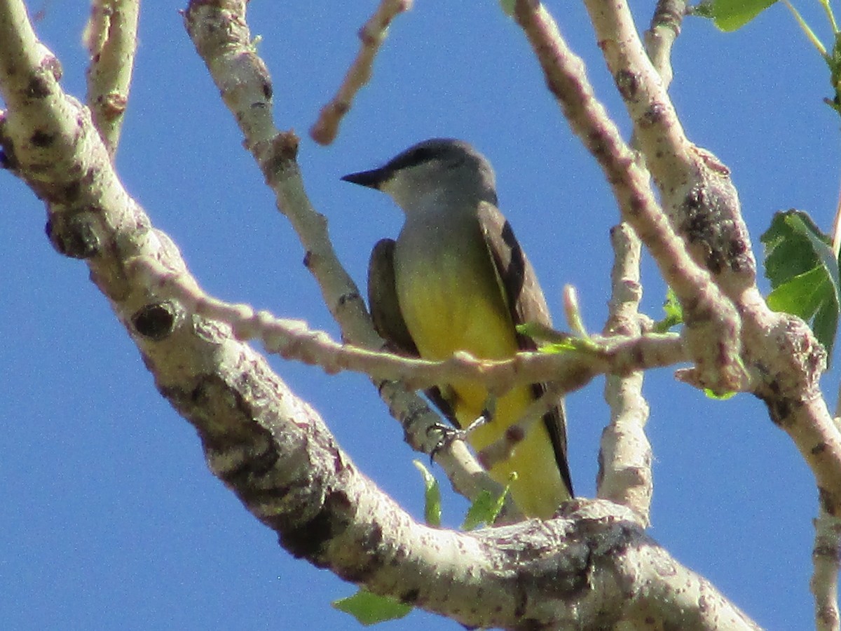 Western Kingbird - Felice  Lyons