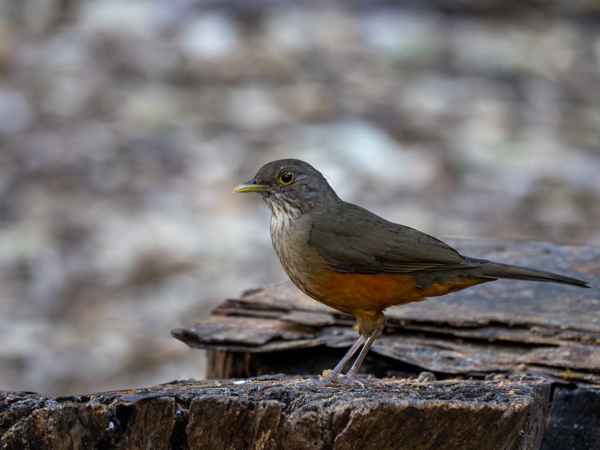 Rufous-bellied Thrush - ML620550784