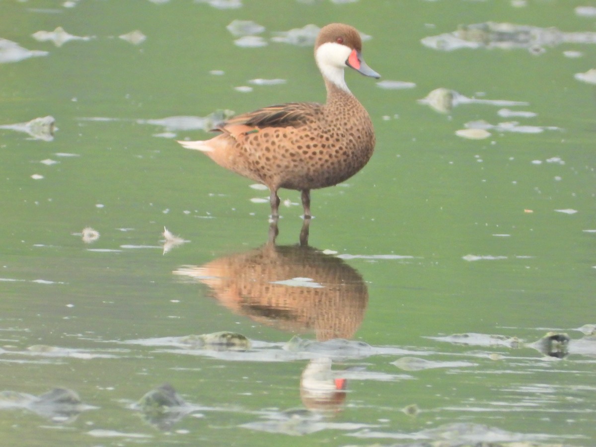 White-cheeked Pintail - ML620550789