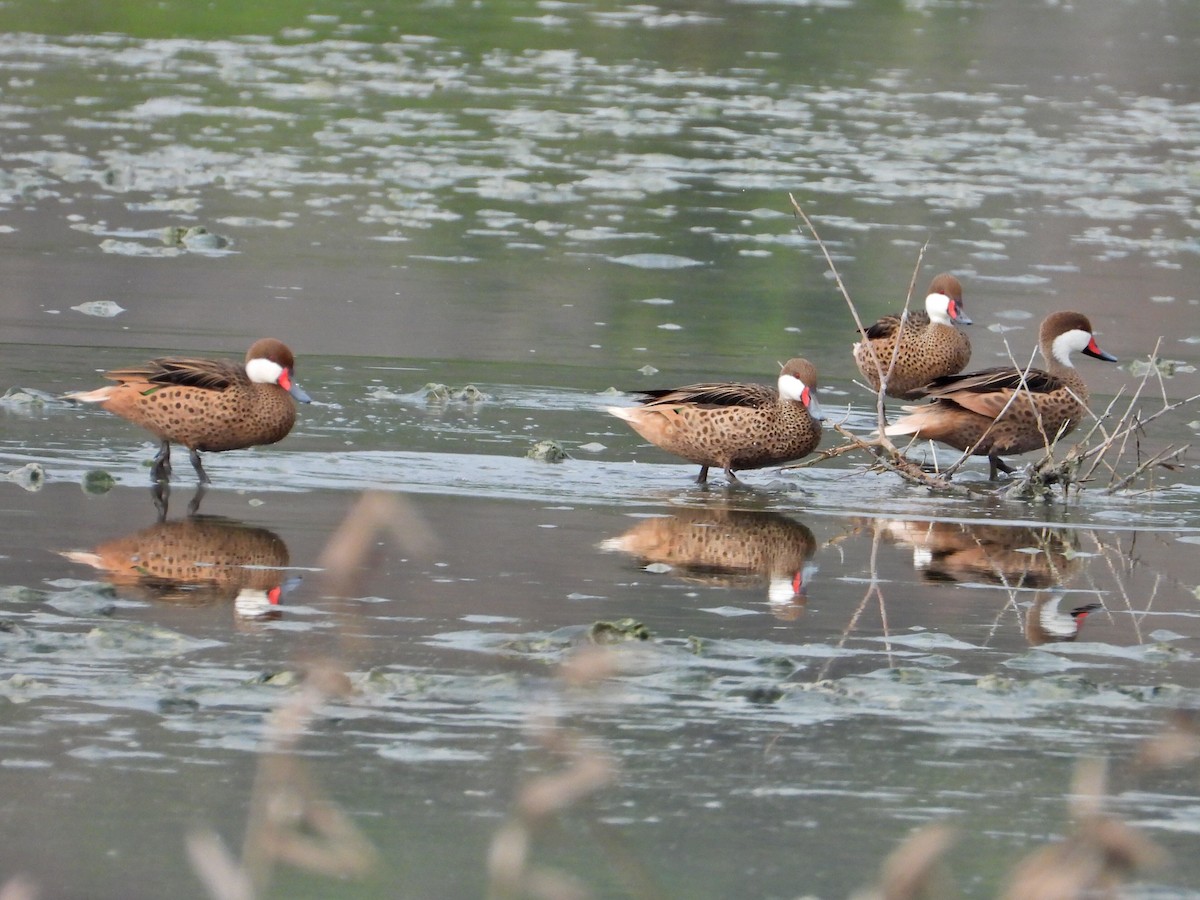 White-cheeked Pintail - ML620550790