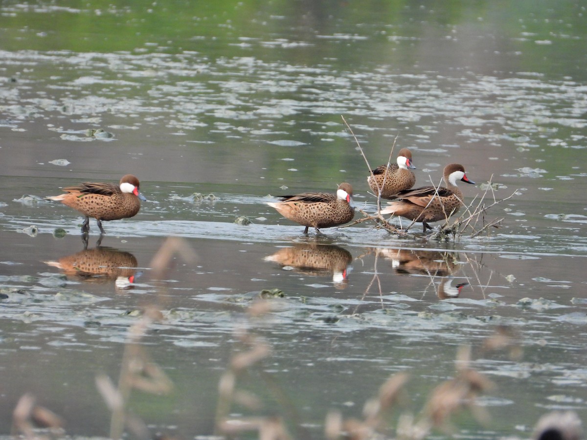 White-cheeked Pintail - ML620550791