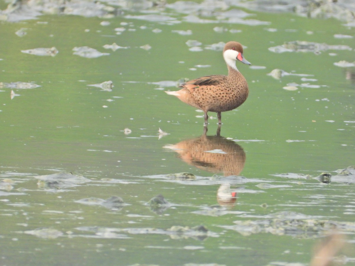 White-cheeked Pintail - ML620550792