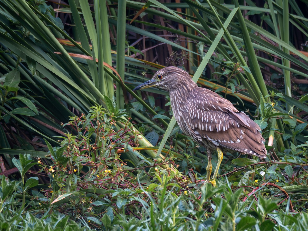 Black-crowned Night Heron - ML620550793