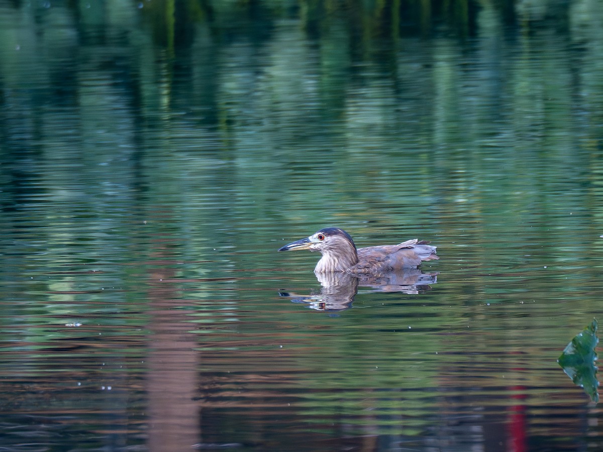 Black-crowned Night Heron - ML620550794