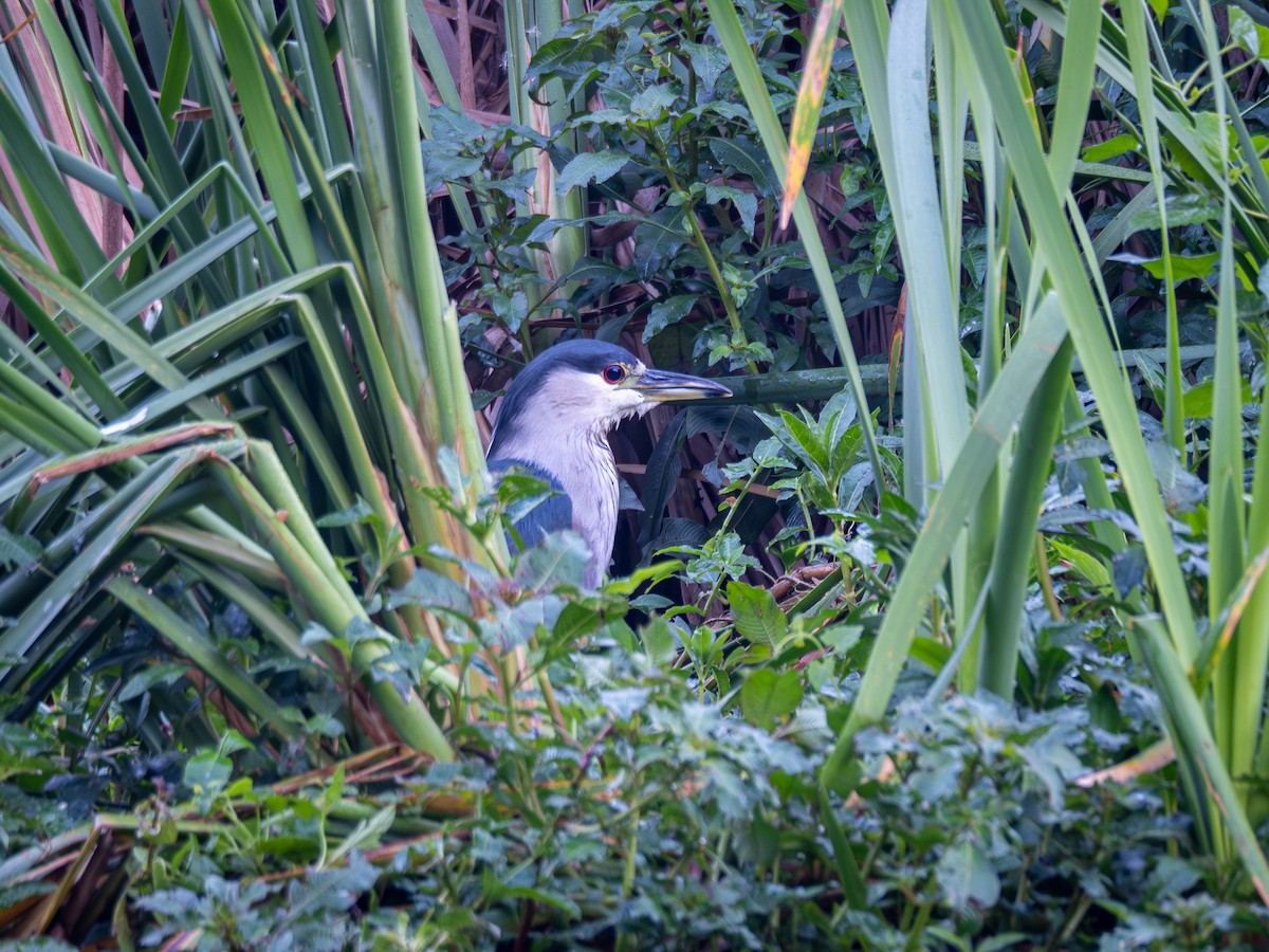 Black-crowned Night Heron - Vitor Rolf Laubé