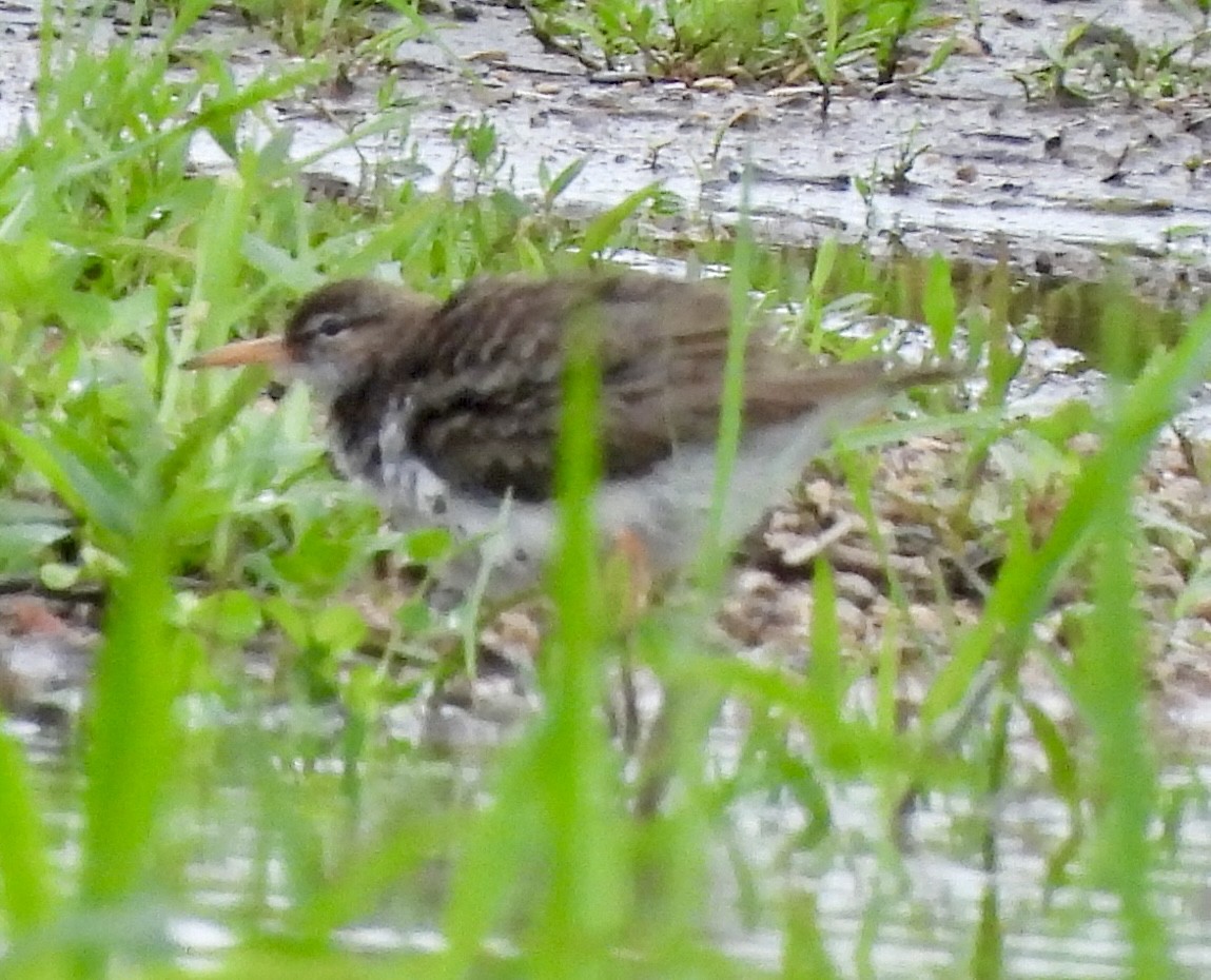 Spotted Sandpiper - Sue Dallman