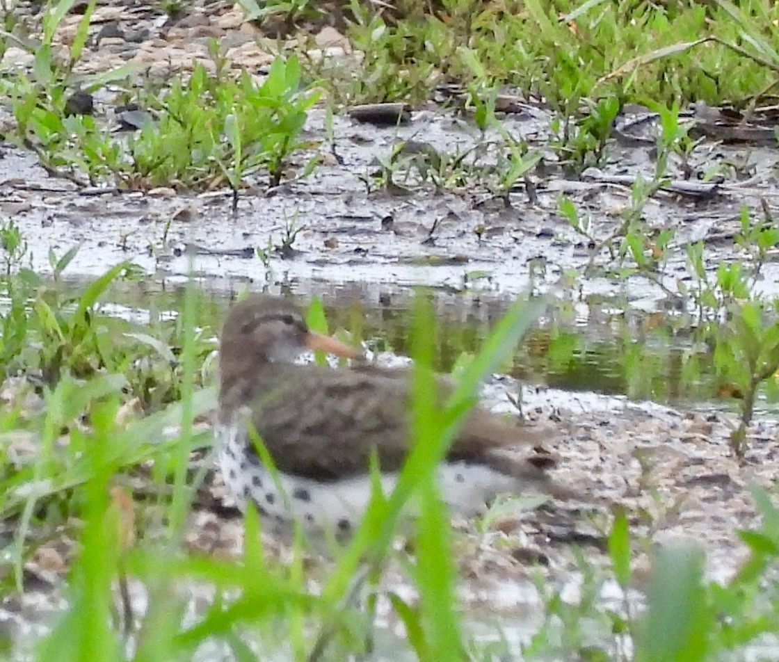 Spotted Sandpiper - ML620550798