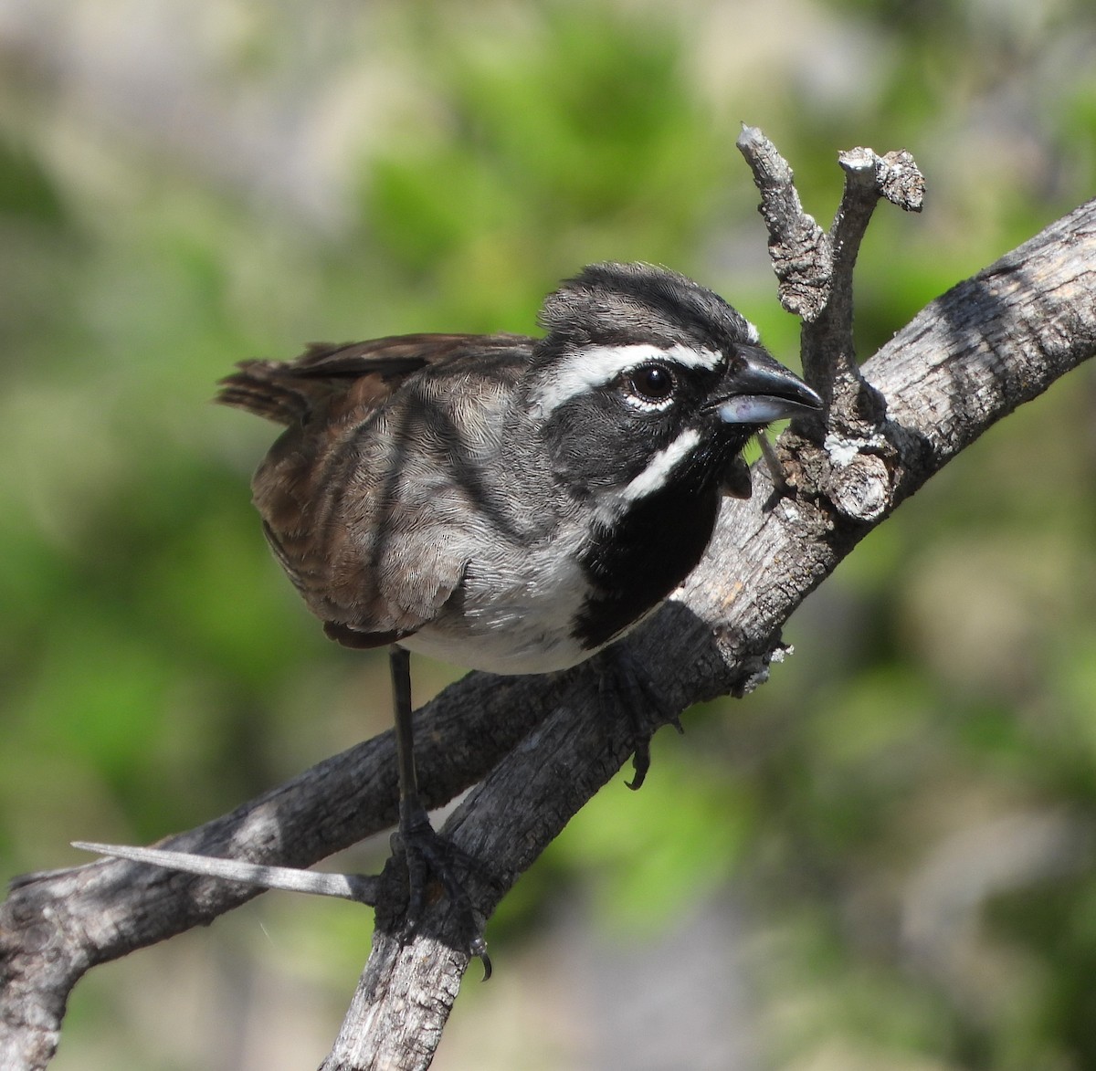 Black-throated Sparrow - Caley Thomas