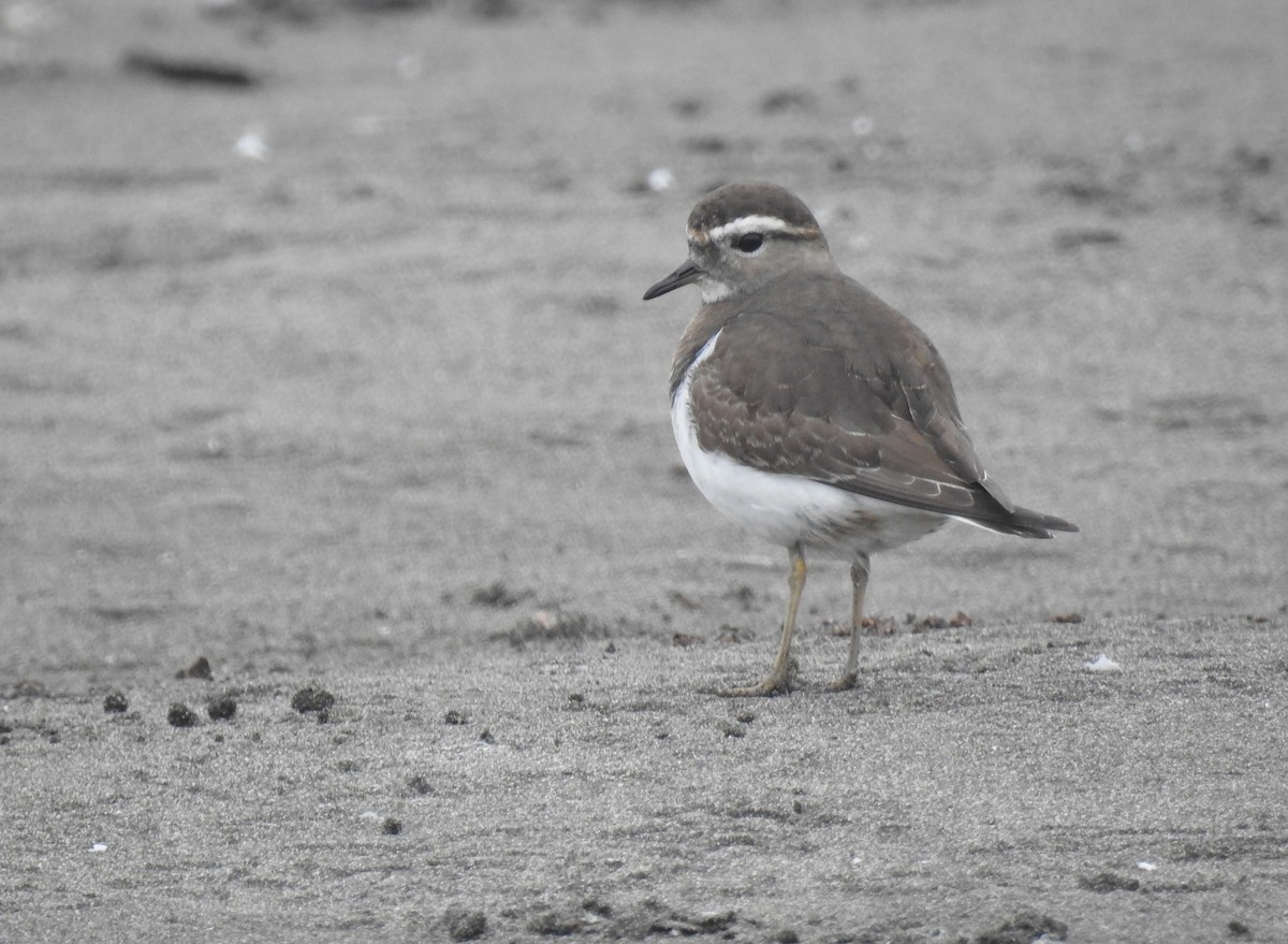 Rufous-chested Dotterel - ML620550805