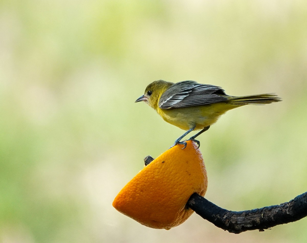 Orchard Oriole - ML620550807