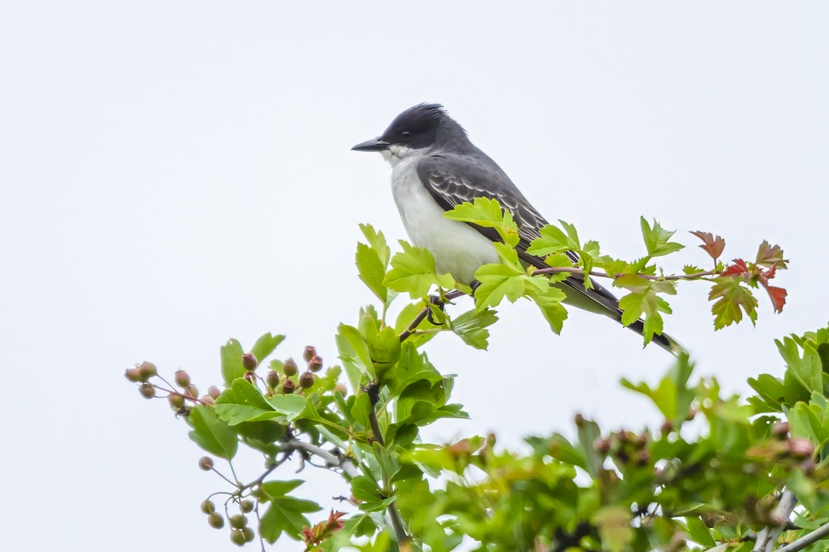 Eastern Kingbird - ML620550810