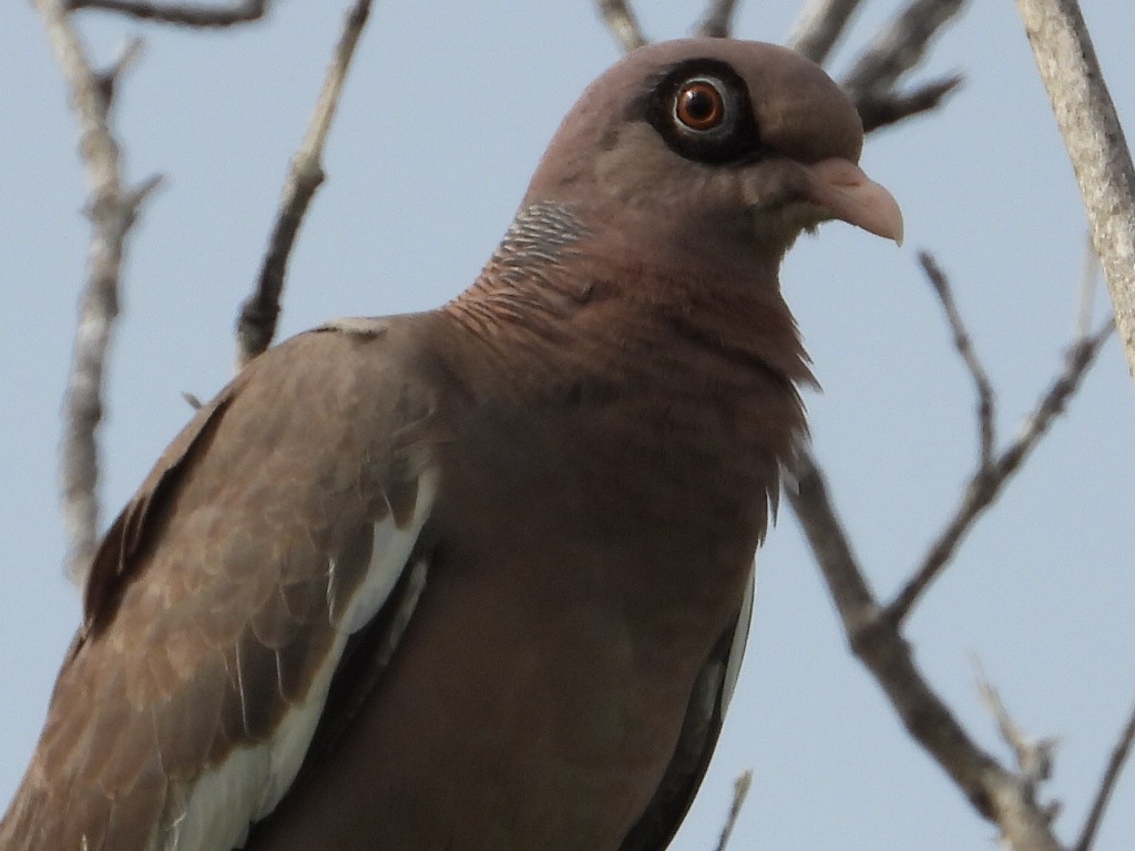 Bare-eyed Pigeon - ML620550811