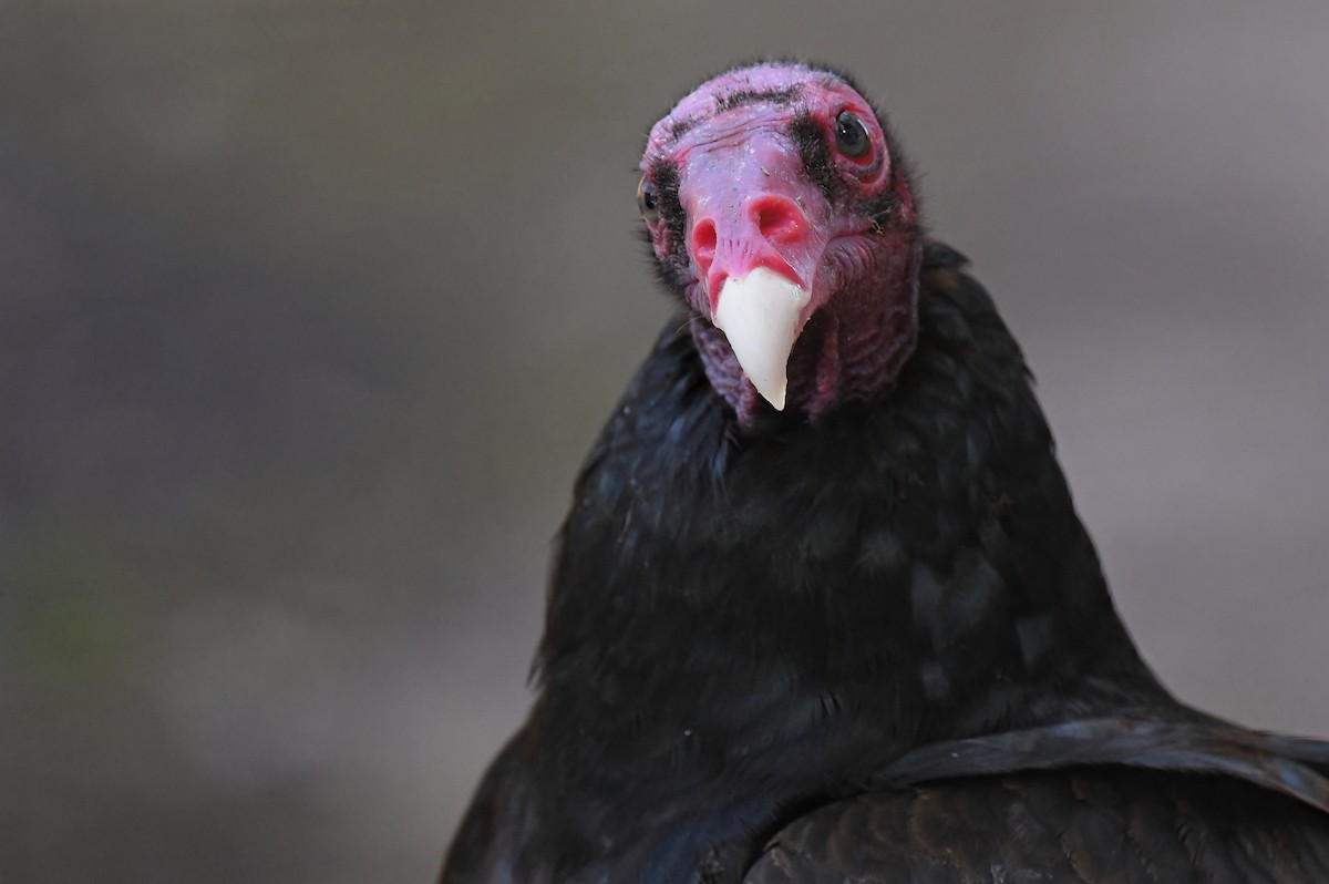 Turkey Vulture - ML620550813