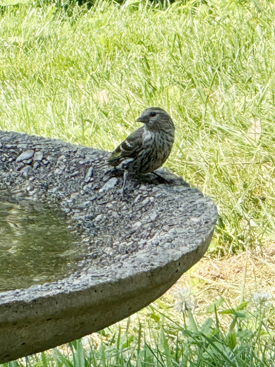 Pine Siskin - ML620550818