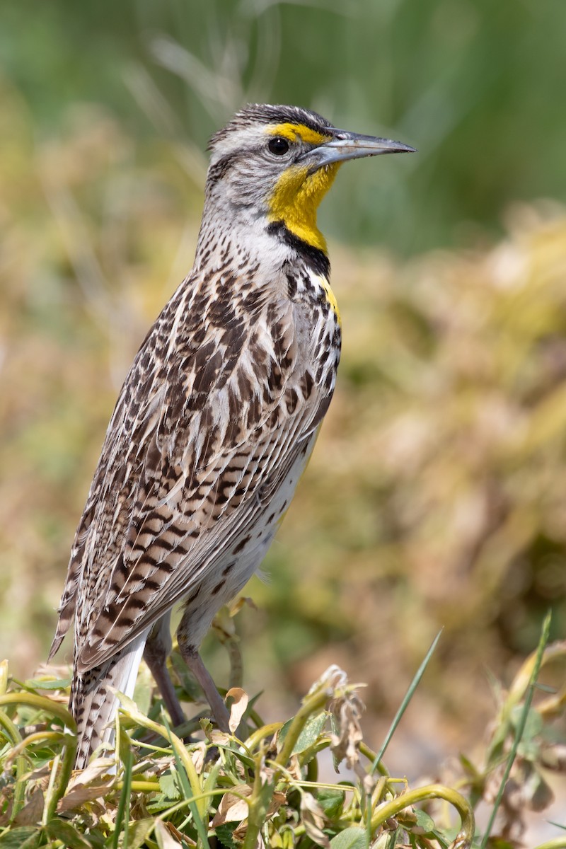 Western Meadowlark - ML620550819