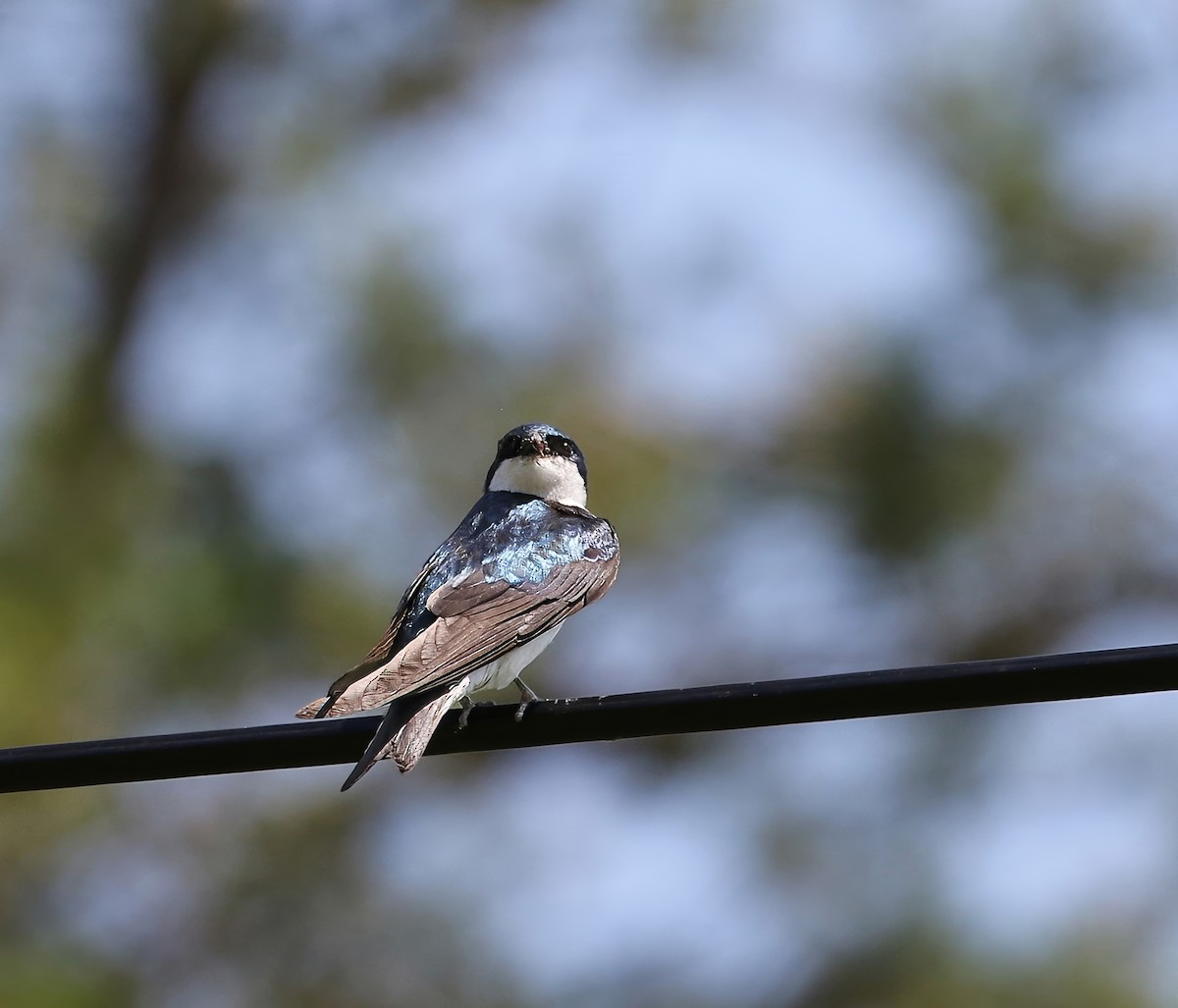 Tree Swallow - ML620550821