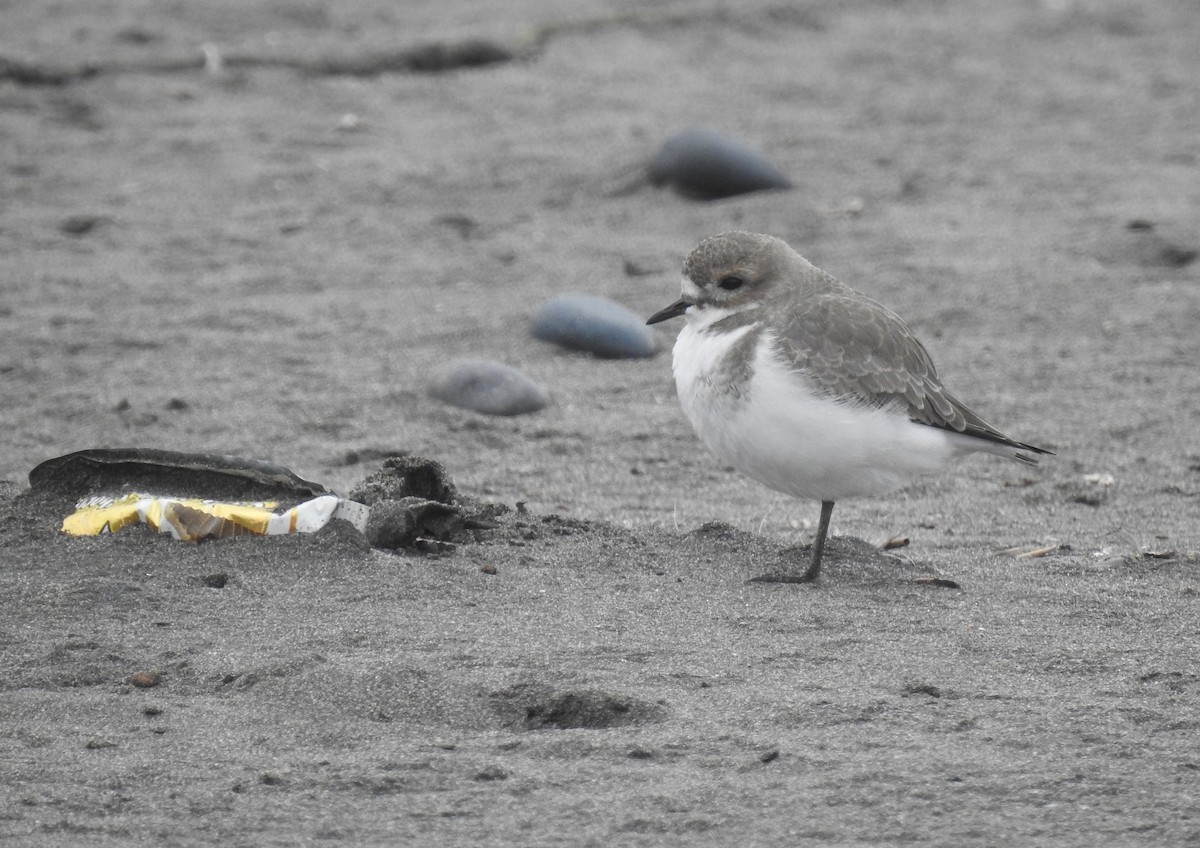 Two-banded Plover - ML620550822