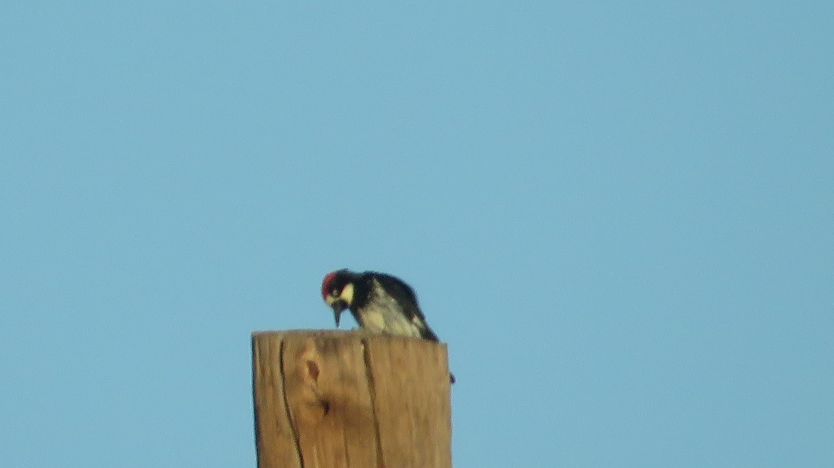 Acorn Woodpecker - ML620550828