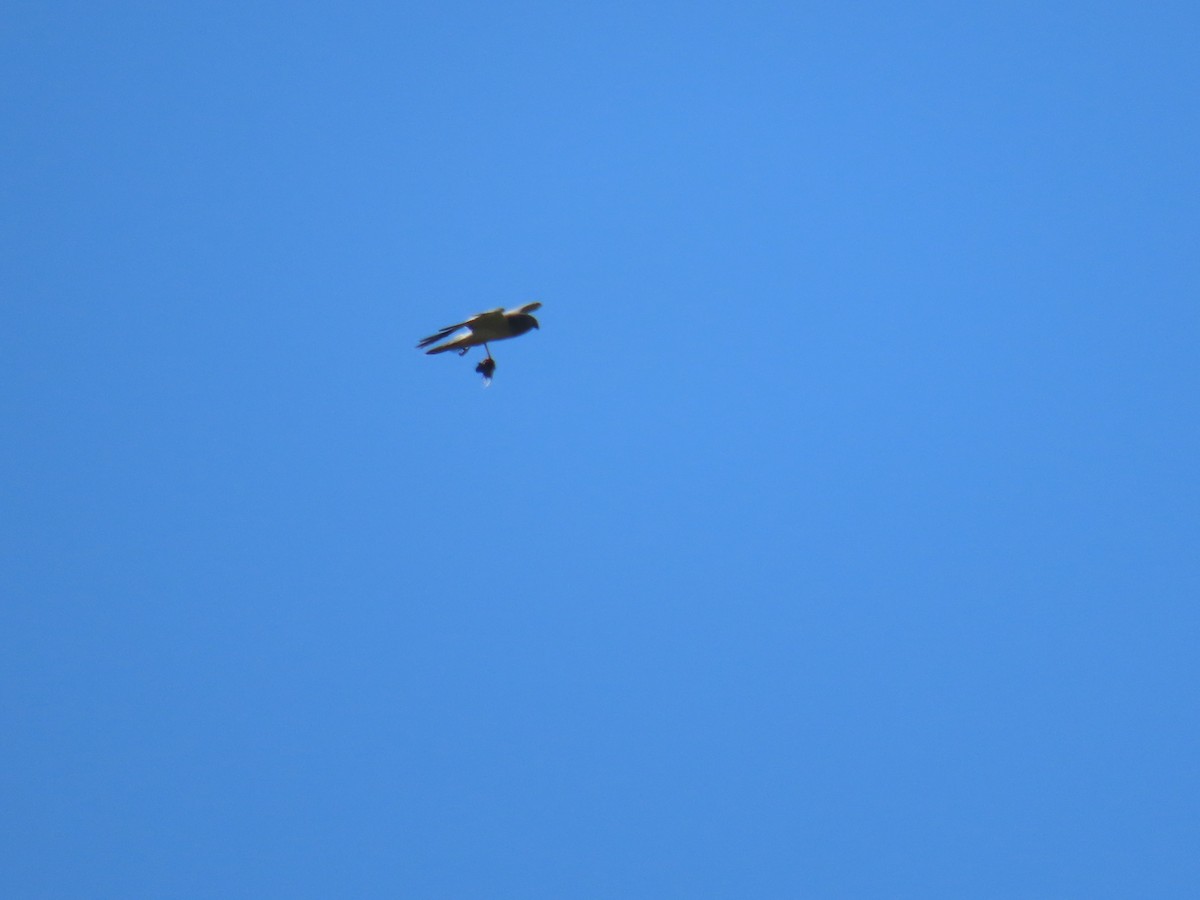 Northern Harrier - ML620550834