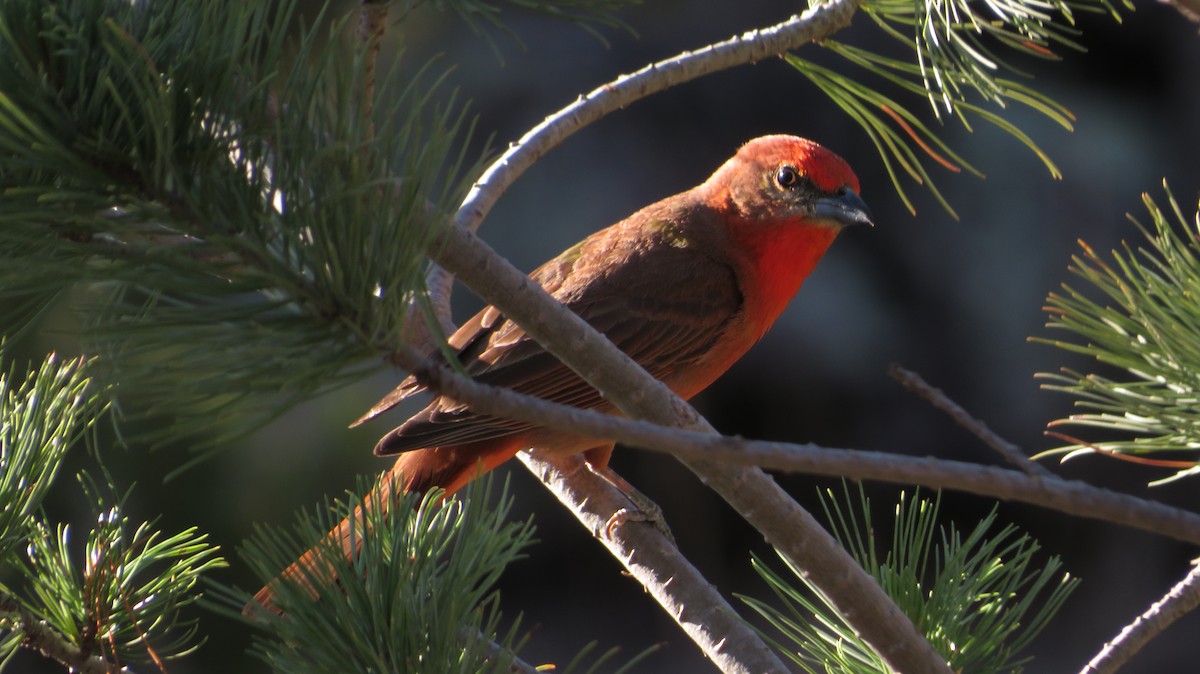 Hepatic Tanager (Northern) - ML620550836