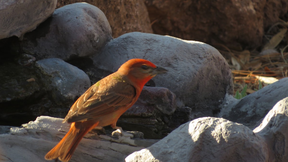 Hepatic Tanager (Northern) - ML620550837