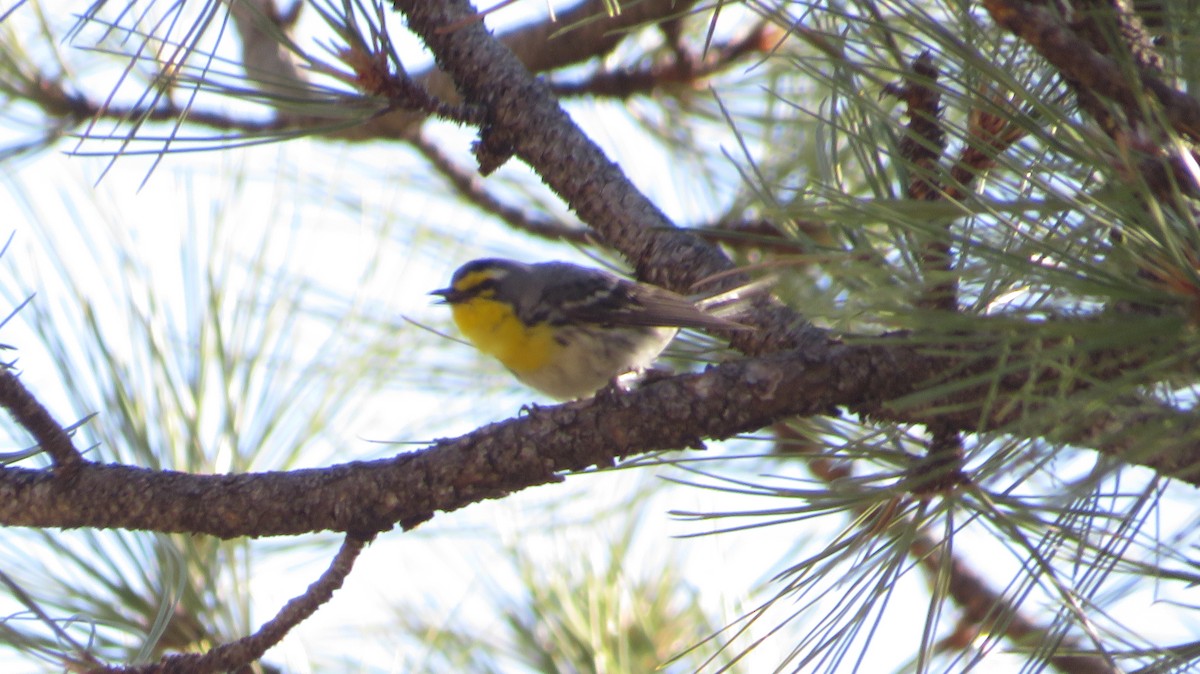 Grace's Warbler - ML620550849