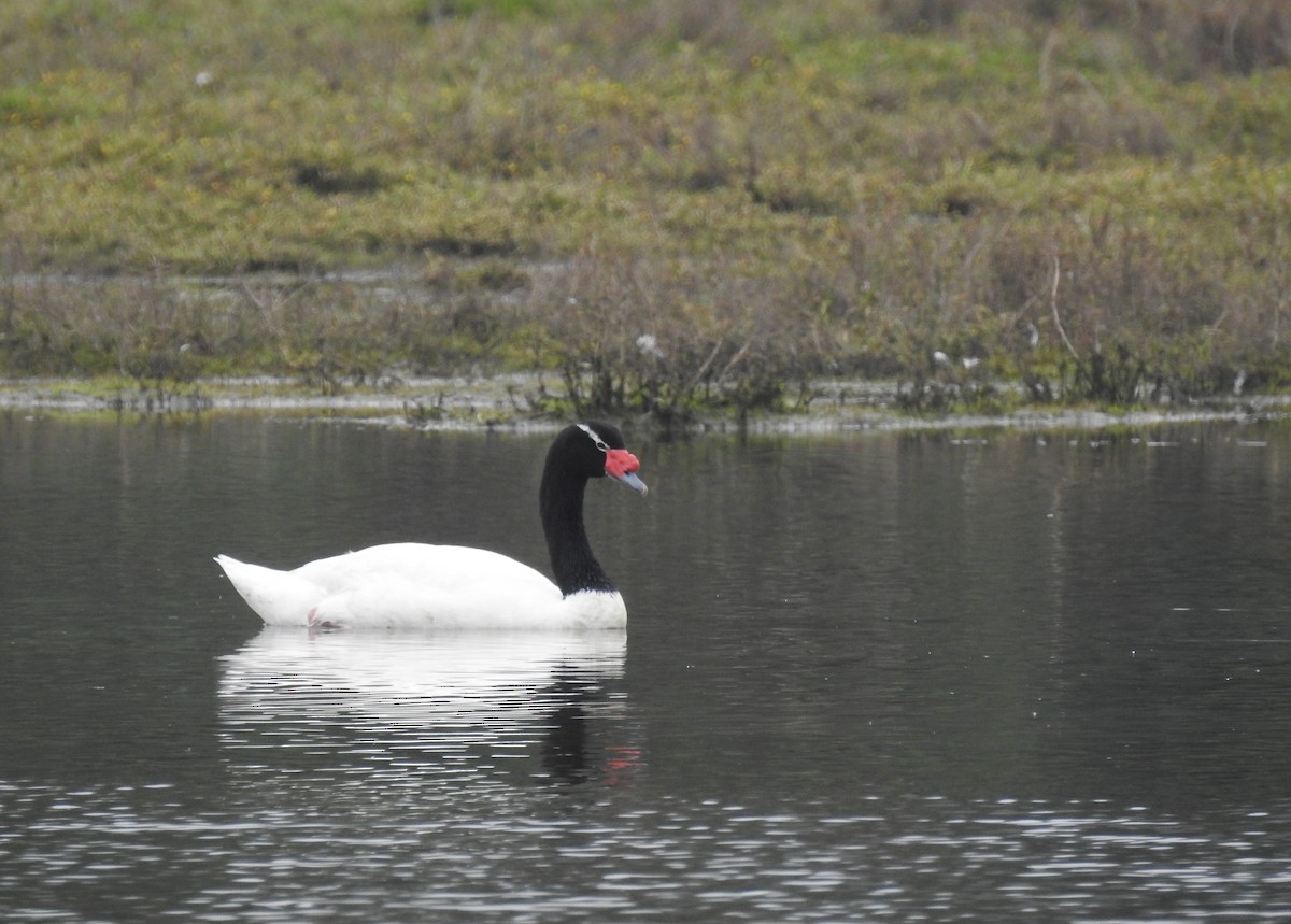 Black-necked Swan - ML620550850